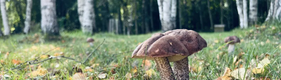An Educational Mushroom Course with a Natural Scientist!