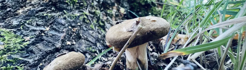 An Educational Mushroom Course with a Natural Scientist!